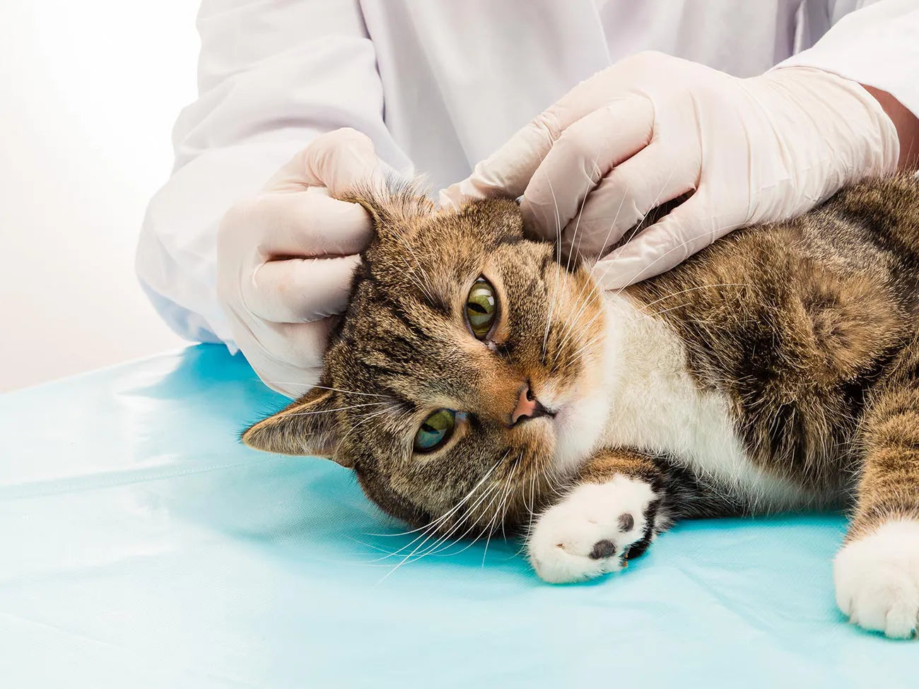 Acari nell’orecchio del gatto: individuarli e curarli con rimedi naturali