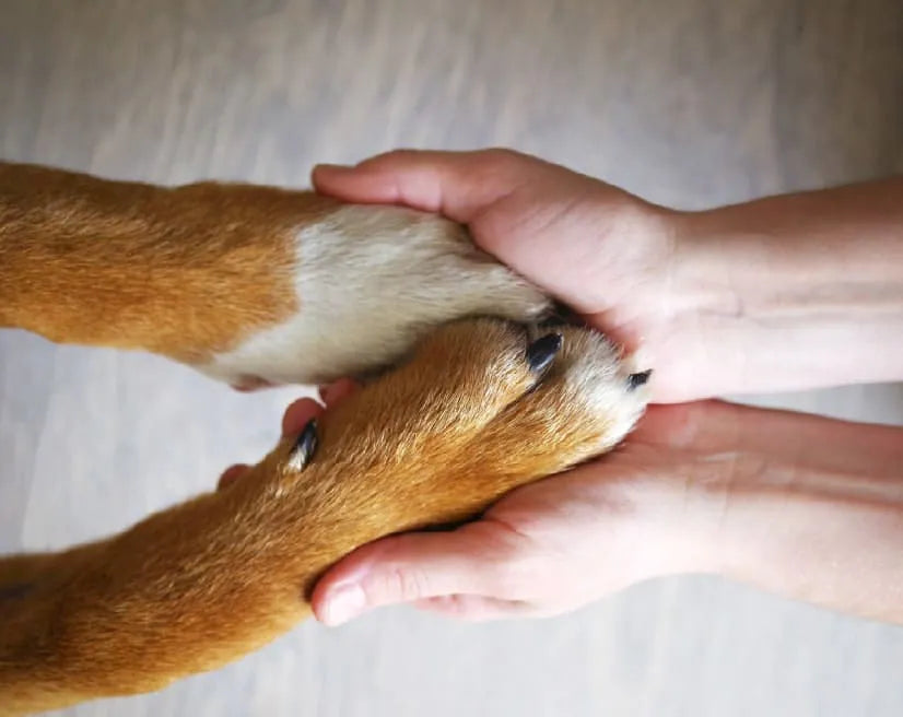 Artrosi nel Cane: 5 consigli per arrivare ad una soluzione