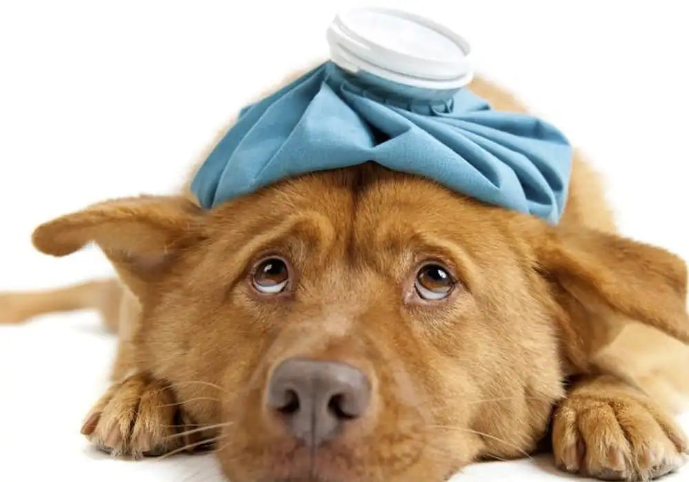 Curare cani e gatti con Aloe