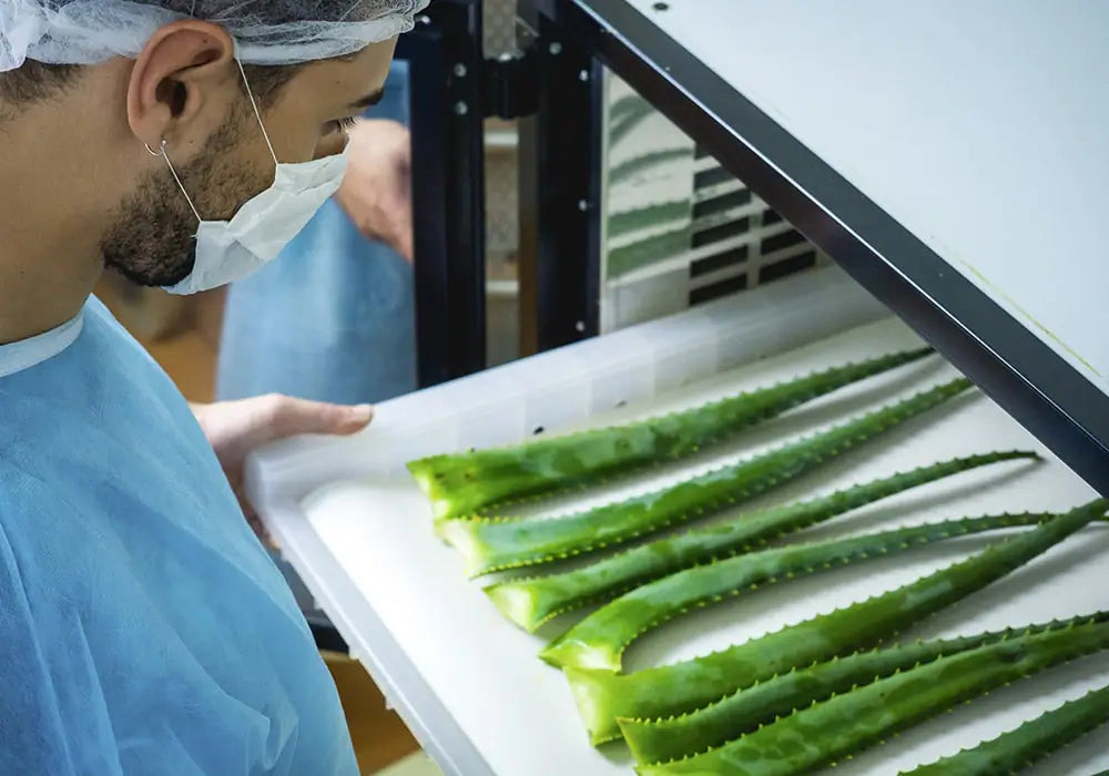 Il nostro esclusivo metodo di lavorazione dell’Aloe arborescens