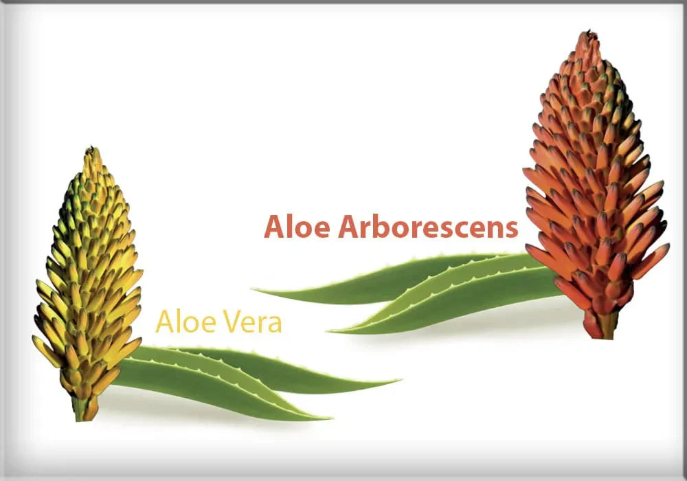 L’Aloe vera è buona, ma l’Aloe arborescens è migliore