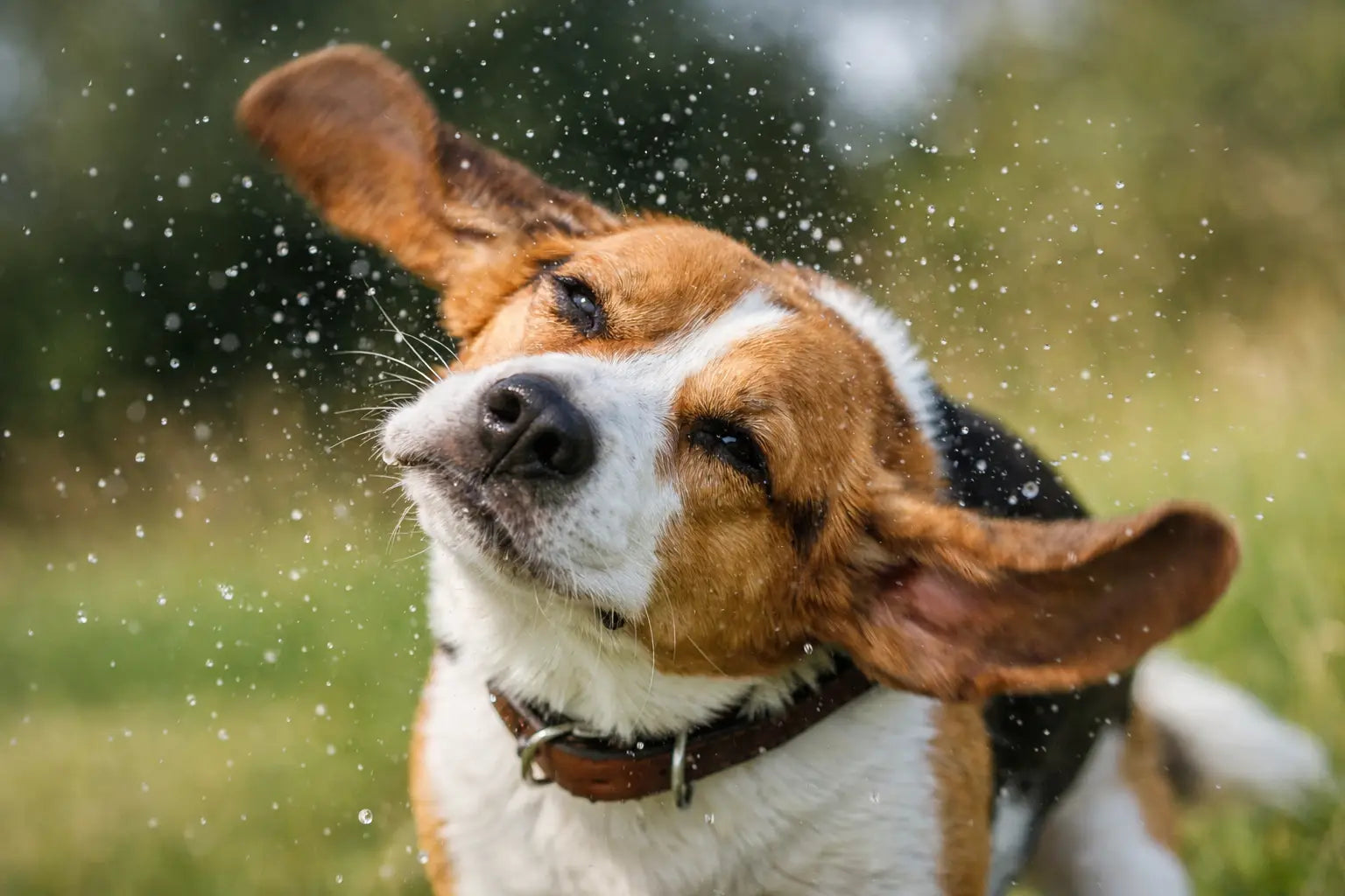 Perché il cane scuote la testa?