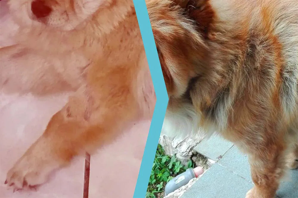 Chow Chow con dermatite e perdita di pelo