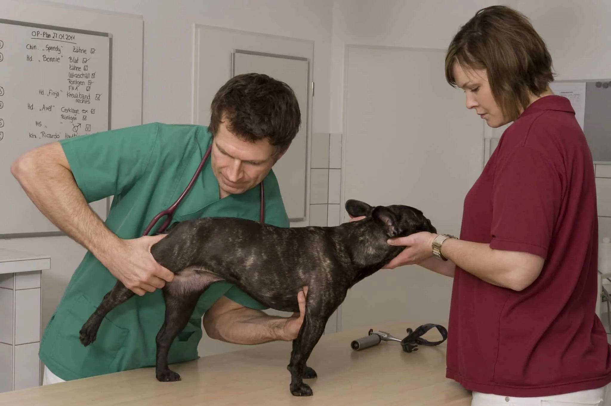 L’artrosi del cane e del gatto: tutto quello che devi sapere