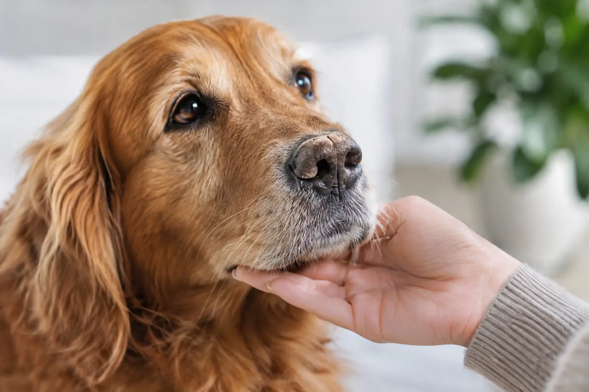 Perché il cane ha il tartufo secco? Cause e cure