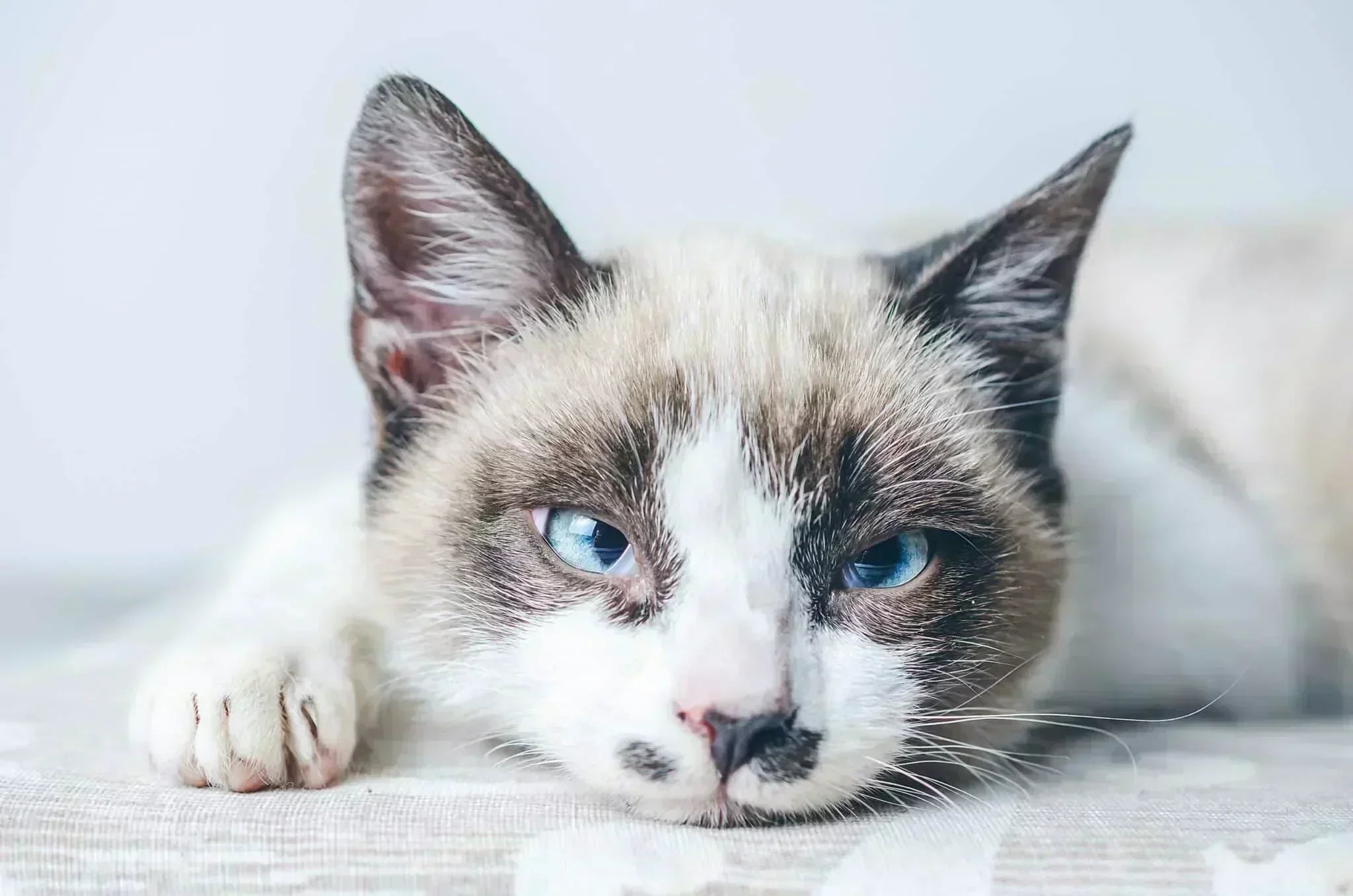 Stomatite felina: la storia di un gatto tornato a stare bene grazie all’Aloe Arborescens