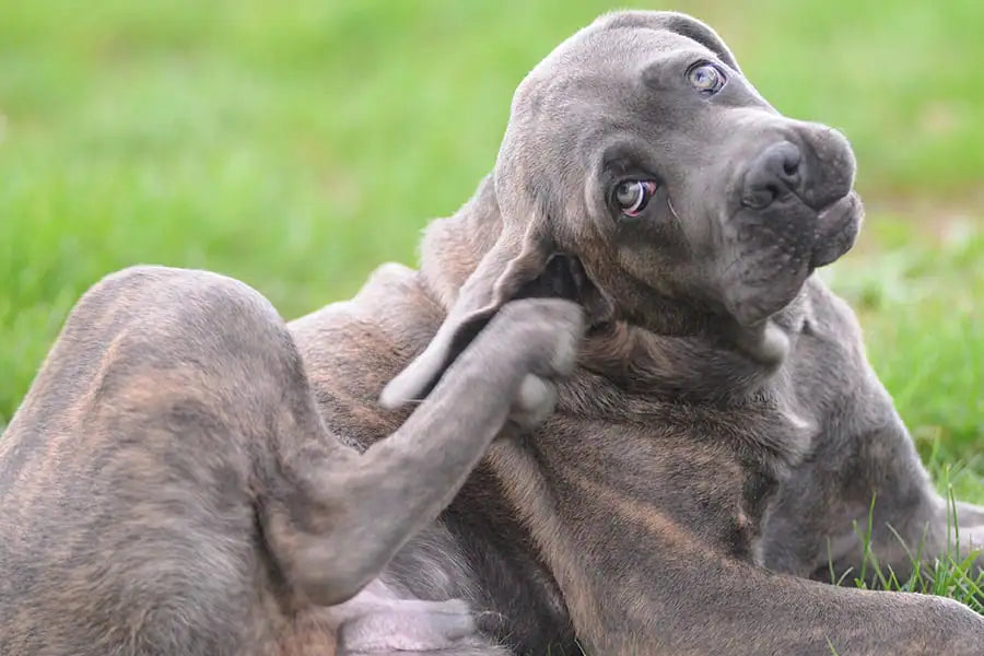 Prurito nel cane: cause, sintomi e rimedi naturali