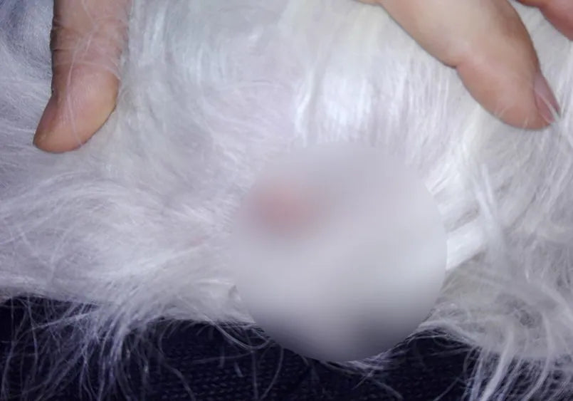 Maltese with dermatitis